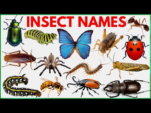Insects Name | Learn 25 Insects Names for Kids  in English | Names of insects | #insects