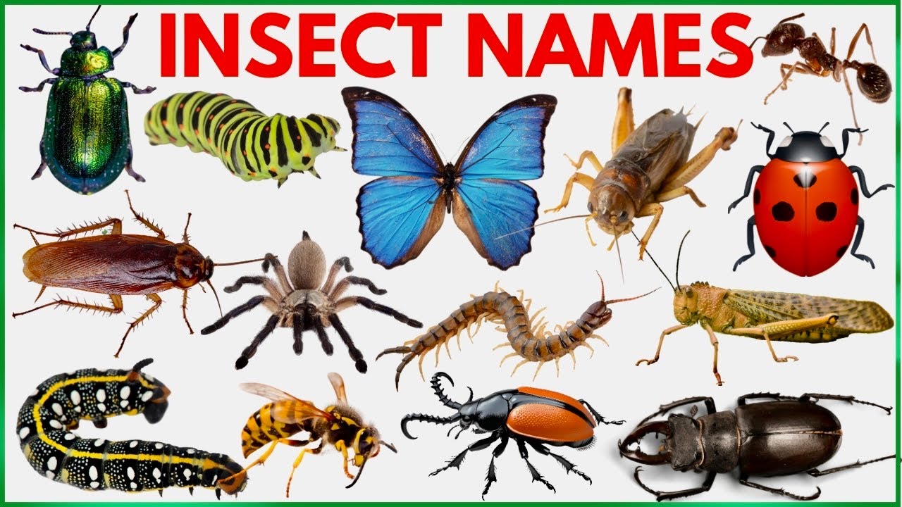Insects Name | Learn 25 Insects Names for Kids  in English | Names of insects | #insects