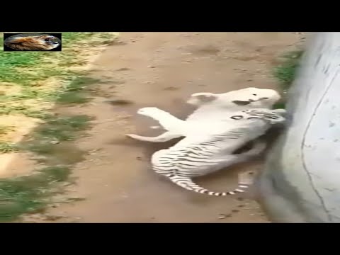 White Tiger 🐯vs Tiger 🐅 || Epic 🔥 || #shorts #short #viral 📈📉🔥