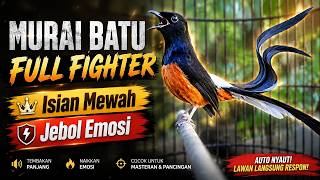 Download lagu MASTERAN MURAI BATU GACOR FULL ISIAN MEWAH || TEMBAKAN PANJANG & PANCINGAN MURAI CEPAT BUNYI mp3