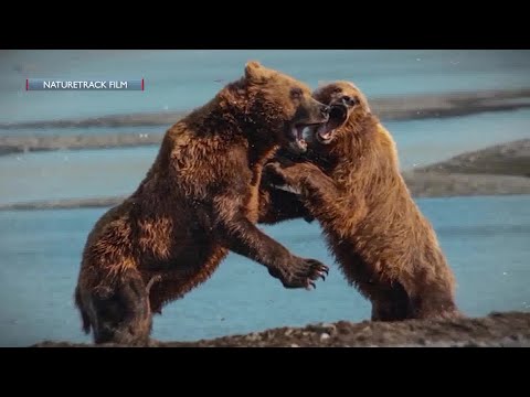 Outdoor Adventures on the Big Screen at the NatureTrack Film Festival - YouTube