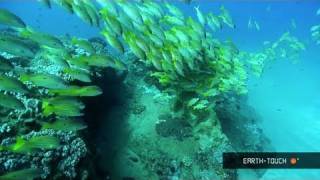 An octopus the size of your thumb & strange underwater creatures