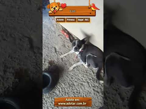 Vídeo de Lua