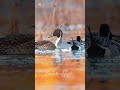 American Patel Duck Punjabisong Newsong Song Birds Wildlifeentertainment Hunting Animals