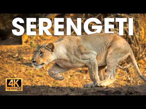SERENGETI - La Tierra de los Depredadores Supremos #animalessalvajes