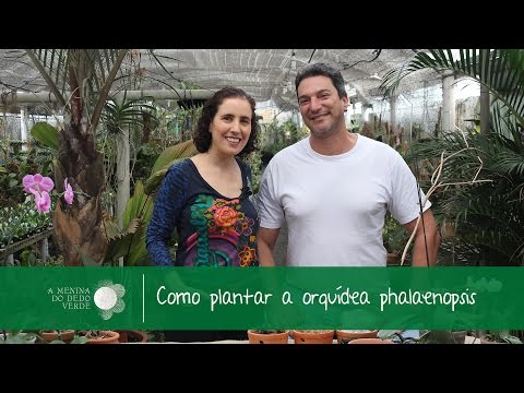 Como Plantar Orquídea Phalaenopsis/How to plant Phalaenopsis Orchid - A Menina do Dedo Verde