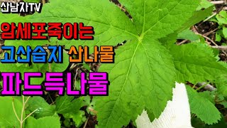 5~6월 산나물 초보자 산행 암세포억제 면역력향상 파드득나물효능  반디나물 참나물 곰취 천마 취나물 산남자 …