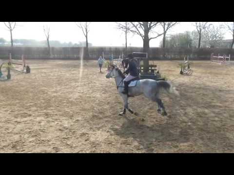 Sold Call me Claus 7y/o gelding by Cancara(Cassini I)XLudwig von Bayern