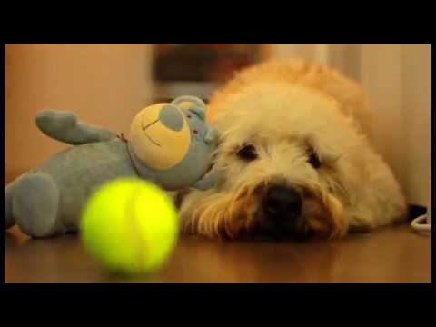 Barkly Pets video.