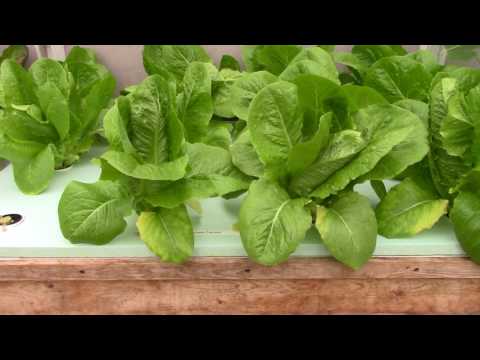 Winter Hydroponic Greenhouse Update 1 12 17