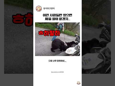 강아지를 보고 바이크가 줄줄이 멈춰선 이유