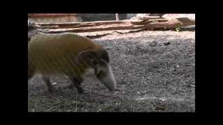 Peoria Zoo Red River Hog