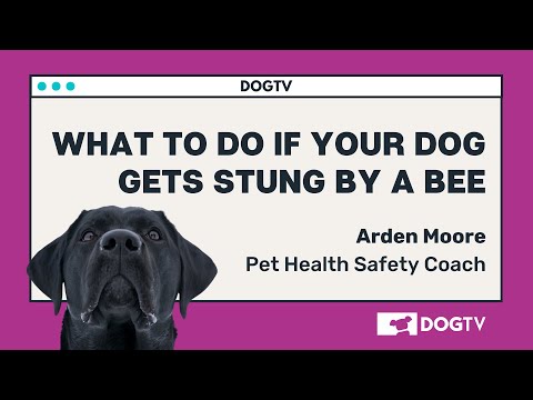What To Do If Your Dog Gets Stung By A Bee