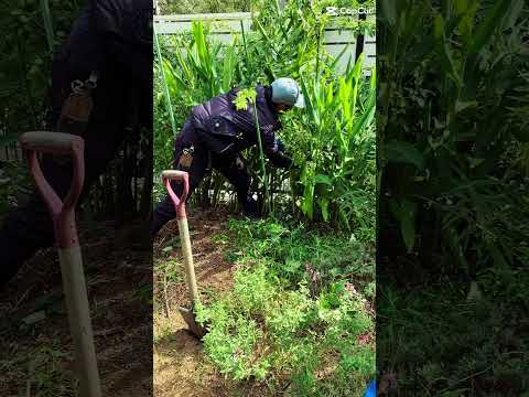 地中海風の庭園を作る