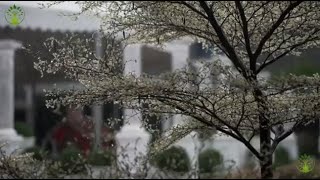 CHUVA FORTE para curar a insonia eliminar o Cansao e relaxar a Mente ( Som de chuva para dormir)