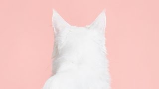 De Jeugd Van Tegenwoordig - Manon [Nu overal verkrijgbaar]