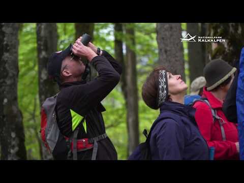 Vogelwelt im Nationalpark Kalkalpen - Film