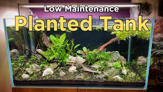 How to: I made a Low Maintenance Nature Aquarium (Aquascape Tutorial)