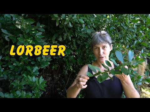 Dem Lorbeer ein Kränzchen winden