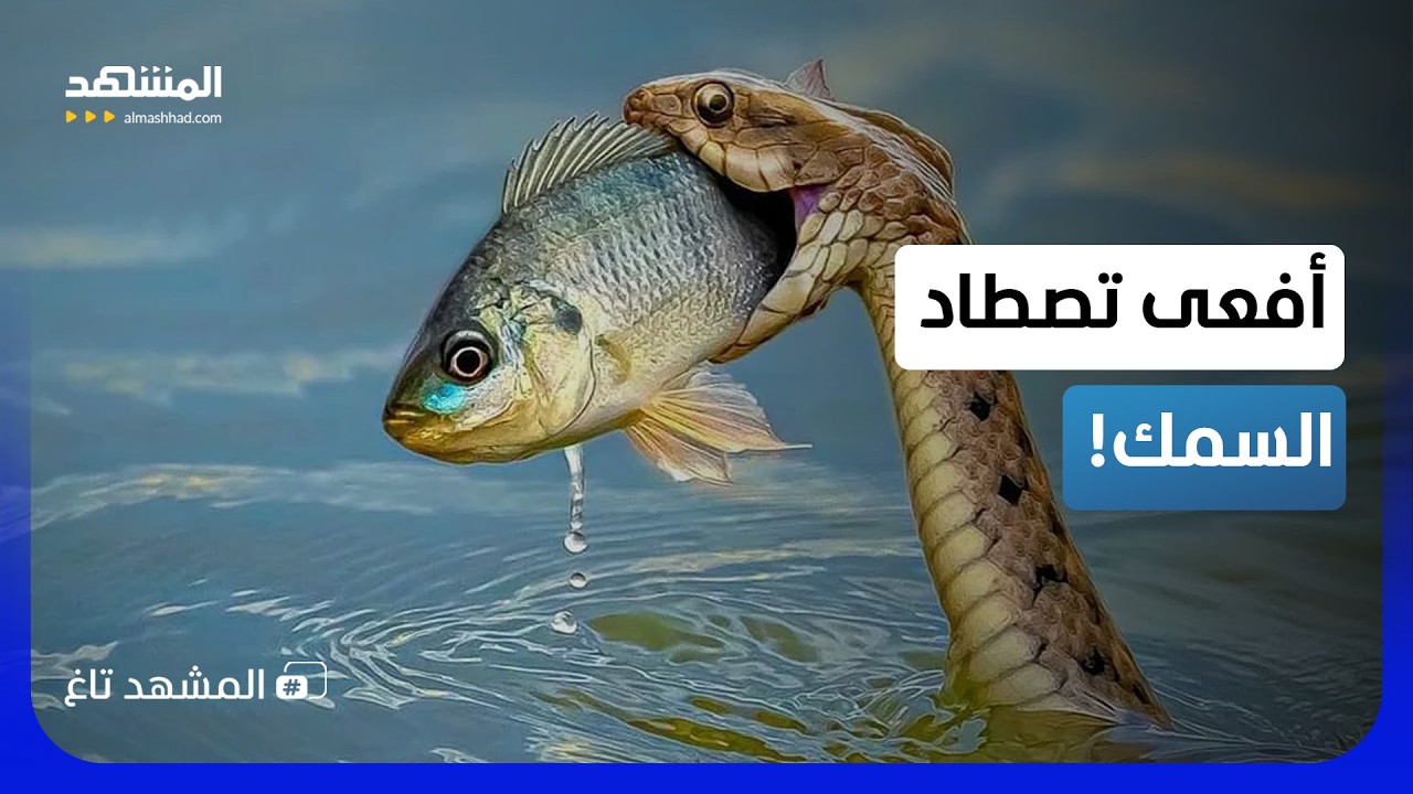 مشهد يقلب النظريات.. أفعى "عُمان المنشارية" تتحول لصياد أسماك ماهر! - المشهد تا