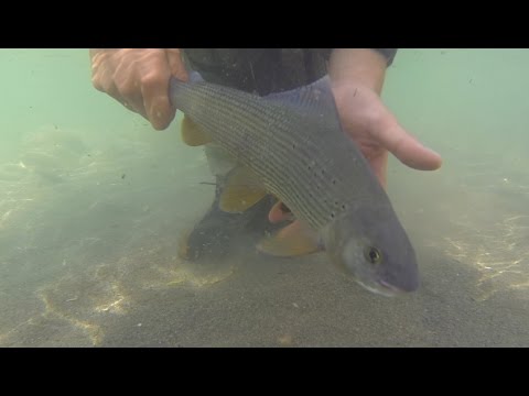 grayling at the end of season