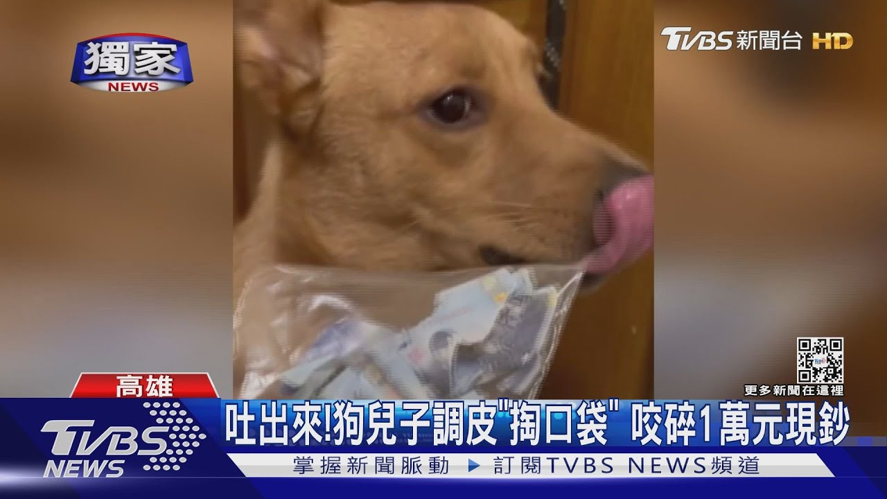 給我吐出來！狗兒子調皮「掏口袋」　咬碎1萬元現鈔