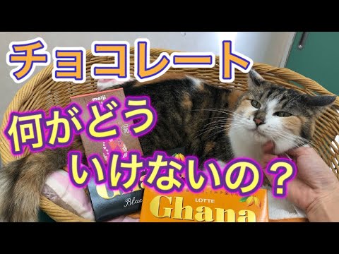猫はチョコレートを食べてもいいのでしょうか?