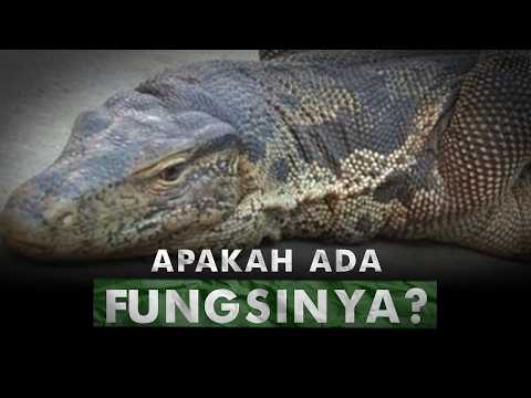 Kenapa Ada Biawak di Dunia Ini? | Apa Fungsi Biawak?