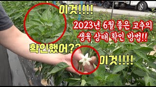 고추밭에 가서 그냥 고추가 좋네 나쁘네 그러지 말고 고추와 대화를 해보세요 생장점은? 꽃잎은? 크기는? 절간…