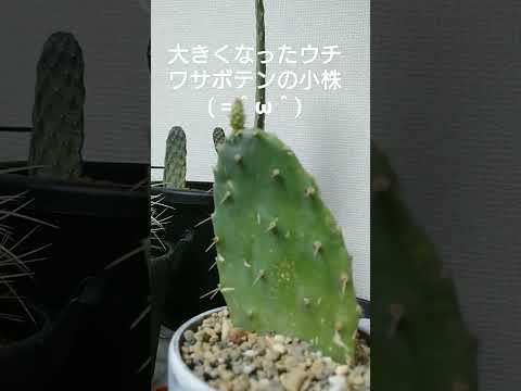 園芸 円筒形のウチワサボテン