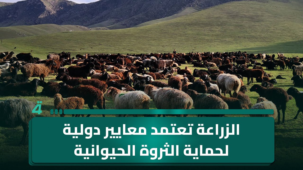 فيديو | الزراعة تعتمد معايير دولية لحماية الثروة الحيوانية.. الصحة تكشف حالات تسمم بـ"الريزو"