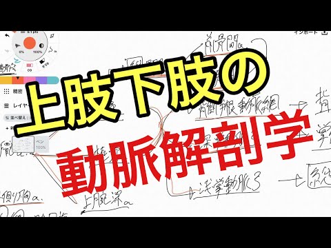 内陰部動脈について詳しく解説