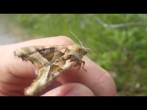 Achateule / Angle shades (Phlogophora meticulosa)