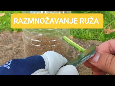 Razmnožavanje ruža reznicama