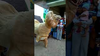 Download lagu Wahyu Budoyo ~ Singo Keluar Kandang...!! mp3 Download lagu Wahyu Budoyo ~ Singo Keluar Kandang...!! mp3