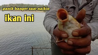 Download lagu Mancing tombro liar, bikin panik dan grogi#sambarantombro mp3