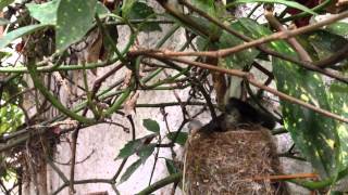 preview picture of video 'Fantails Building a Nest'