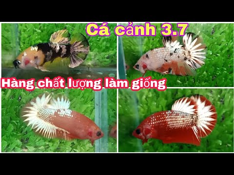 Cá cảnh 3.7 Hàng chất lượng ae làm giống Red fancy FCCP