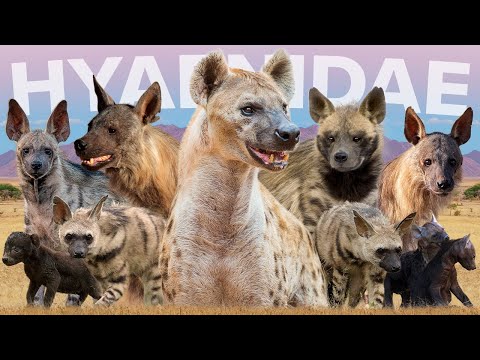 All 5 Hyena Species (Inc 1 Recently Discovered)