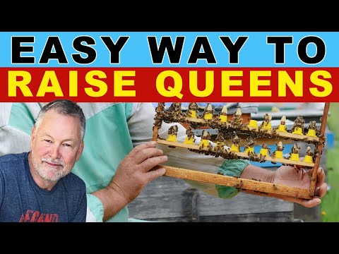 Easy Way to Raise Queens
