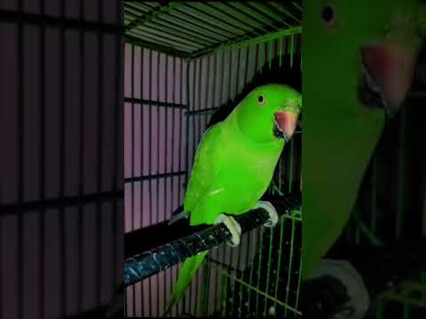 Bolny Wala Tota | Dancing Parrot | Adorable Parrot | The Astonishing Talents of Bolny Wala Tota