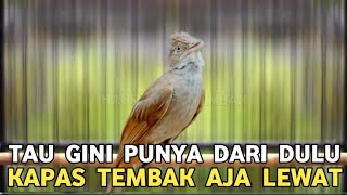 Download lagu GAK DISANGKA CUMA BURUNG OMBYOKAN HARGA 25 RIBUAN KICAUANNYA SEKASAR INI KAPAS TEMBAK LEWAT mp3