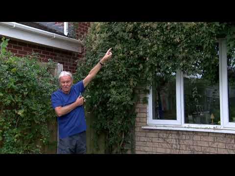 Cutting back a Clematis montana