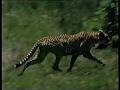 CH5 Oasis Africa The Hunters Of The Okovango Siobhan Redmond Jan 1998