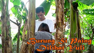 Download lagu Burung Si Paing Dilihat Yuli mp3 Download lagu Burung Si Paing Dilihat Yuli mp3