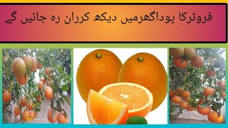 Pakistani Most Beautiful Frutar Plant