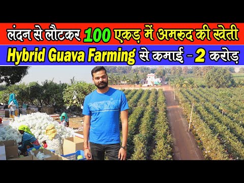 Hybrid Guava Farming In Chattisgarh
