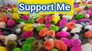 Catch Cute Chickens🐣 | Colorful Chickens |  Rainbow Chicken