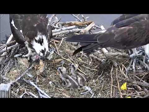 Chesa05-28-18/19:35 Mom feeds the babies before it will be night