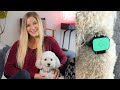 Testing A Pet Health Tracker On My Dog Whistle Health